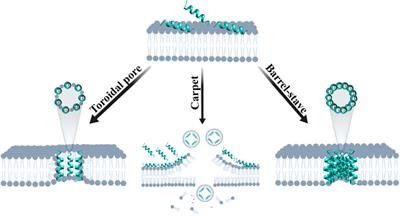 Antimicrobial Peptide Analogs From Scorpions: Modifications and Structure-Activity